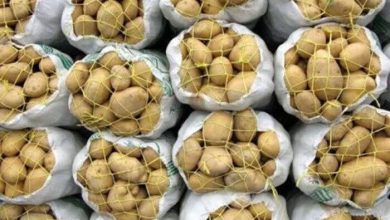 عرضه گسترده میوه و سیب‌زمینی توسط سازمان تعاون روستایی در سراسر کشور