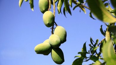 انبه و موز، موتور محرک توسعه کشاورزی و اشتغالزایی در چابهار