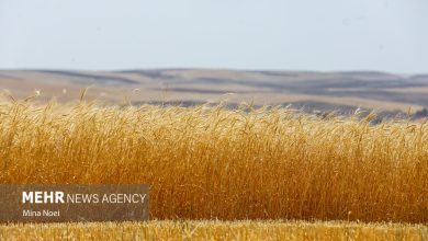 ۳۲۰۶ میلیارد تومان از مطالبات گندمکاران پرداخت شد