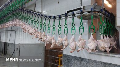 در برنامه هفتم تولید مرغسایز در کشور پیشبینی شده است در برنامه هفتم تولید مرغسایز در کشور پیشبینی شده است