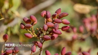 ایران در جمع ۳ کشور برتر تولیدکننده پسته جهان ایران در جمع ۳ کشور برتر تولیدکننده پسته جهان