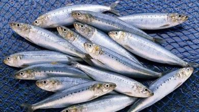 خام‌فروشی و جای خالی سودآوری ساردین‌ماهیان