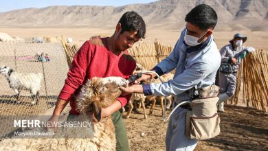 ایمن‌سازی دام سبک در مقابل تب برفکی در اولویت قرار گرفت