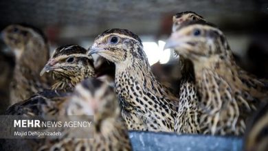 مرغداران نگران تأمین نهاده نباشند