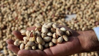 راهاندازی آزمایشگاه تخصصی پسته در استان سمنان؛ کیفیت افزایش مییابد راهاندازی آزمایشگاه تخصصی پسته در استان سمنان؛ کیفیت افزایش مییابد