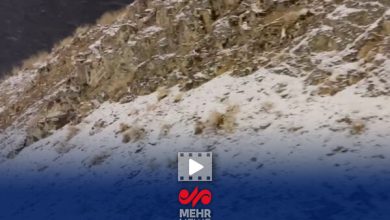 گزارش خبرنگار مهر از بارش برف در جاده چالوس